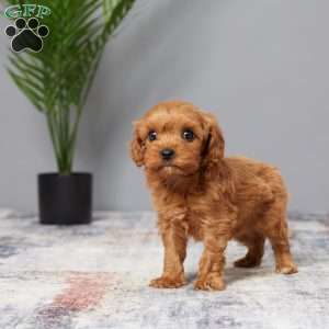 Twinkle, Cavapoo Puppy